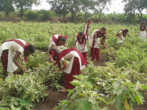 Brinjal production