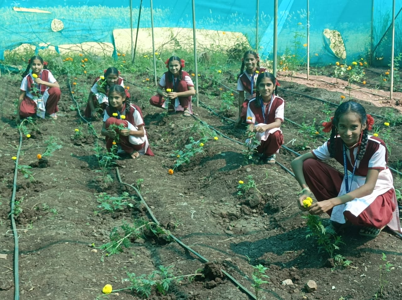 Marigold crop management