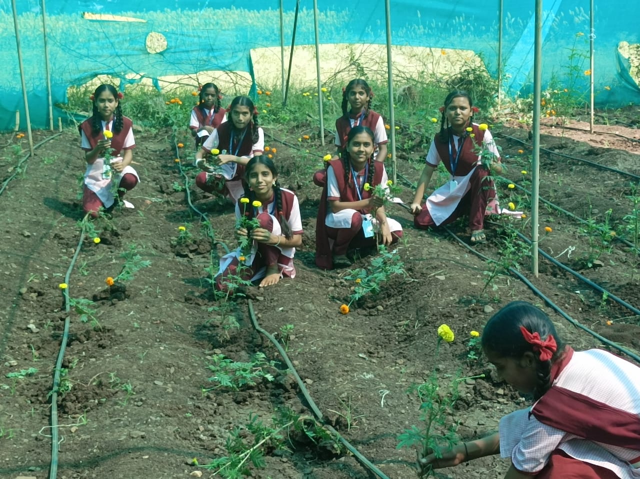 Marigold crop management