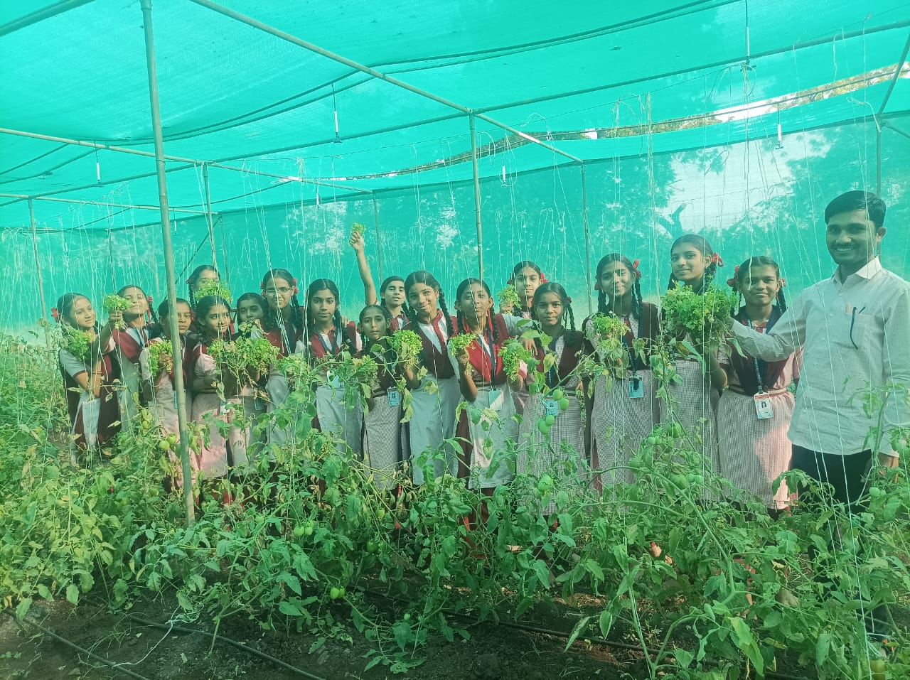 Tomato cultivation with coriander intercropping