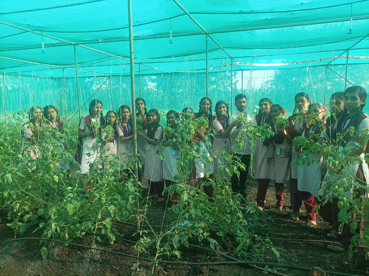 Tomato cultivation with coriander intercropping