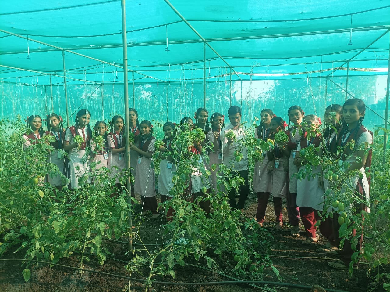 Tomato cultivation with coriander intercropping